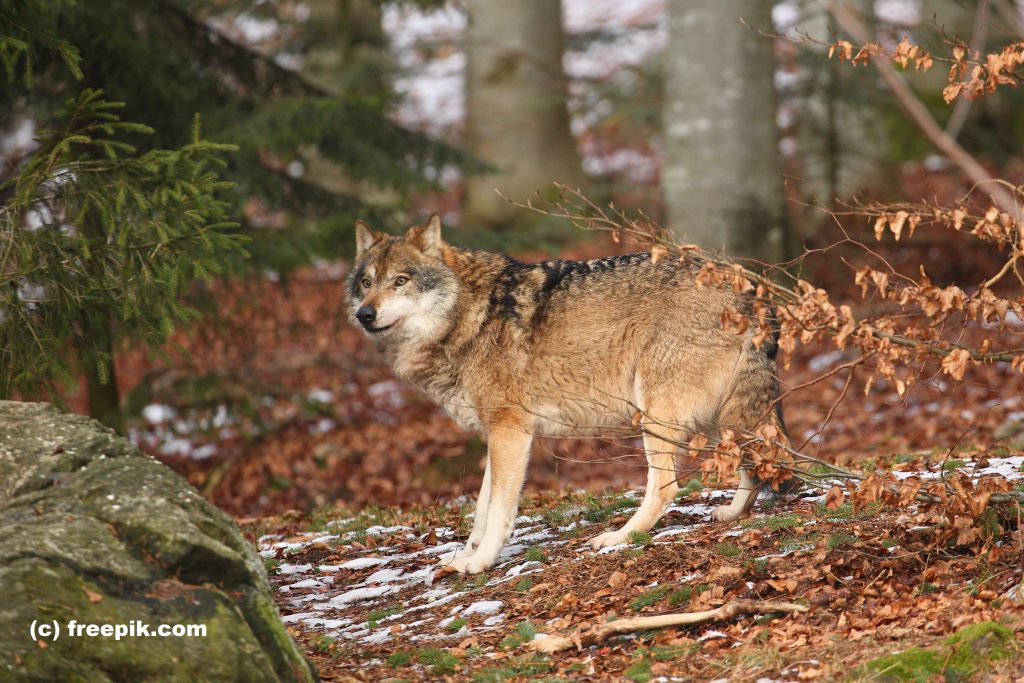 Thema Wolf – Was ist zu tun und zu beachten?