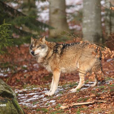 Thema Wolf – Was ist zu tun und zu beachten?