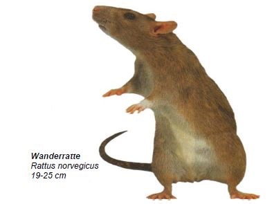 Information zur Rattenbekämpfung