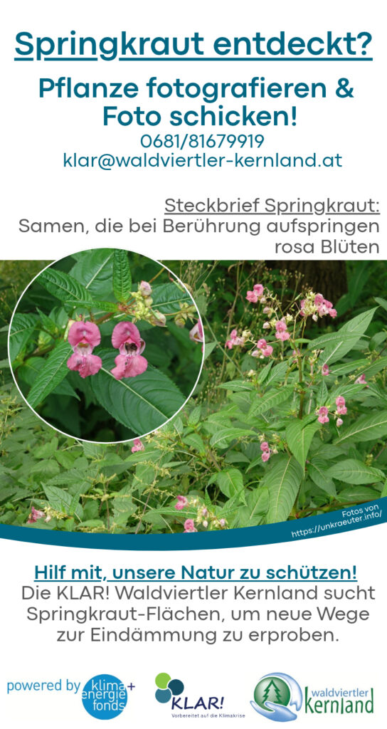 Springkraut entdeckt? Bitte melden!